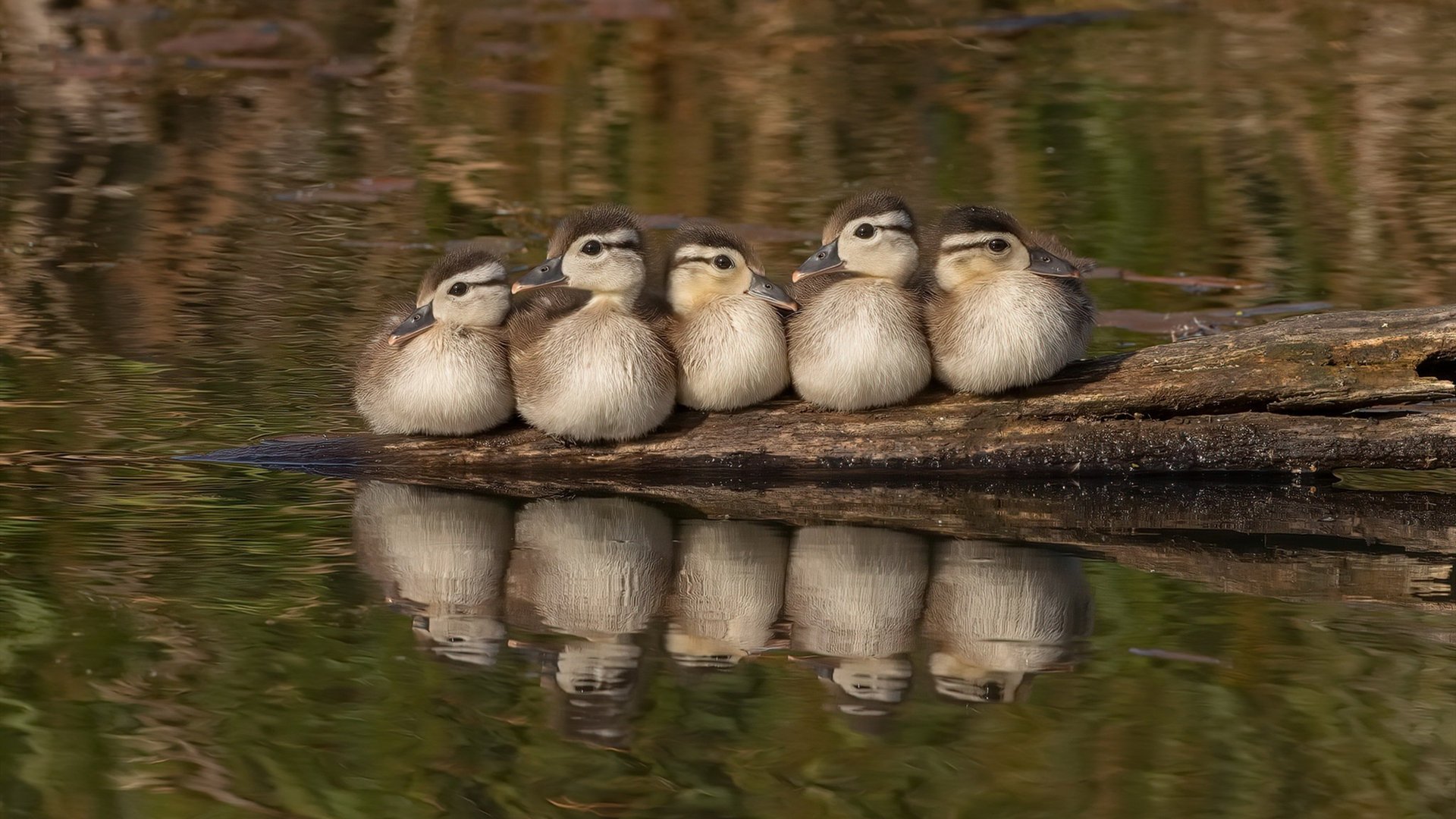 爱游戏-_白天黑夜同步赛：跨时区直播引爆全球热潮_，白天黑夜交替特效