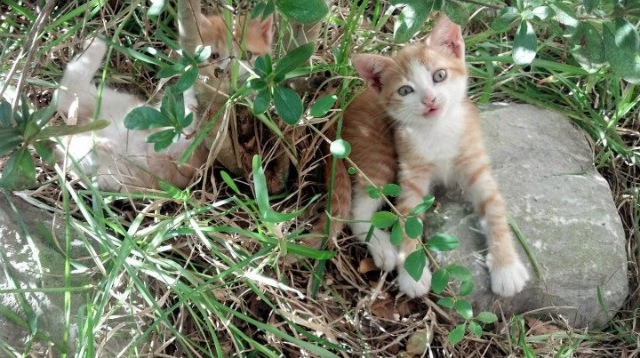 AYX GAMING-国际拳击锦标赛中国队斩获多金，展现强大实力，国际拳击比赛